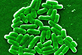 Llamado de expertos en E. coli productor de Shigatoxina (STEC) o verotoxina (VTEC).