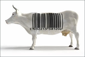 Sistema de identificación por chips revive la industria de la carne Uruguaya