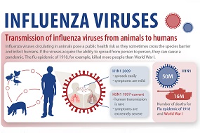 Virus de la Influenza: EFSA observa con atención la transmisión a humanos desde animales Virus de la Influenza: EFSA observa con atención la transmisión a humanos desde animales