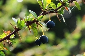 Calafate, un berry nativo del sur de Chile