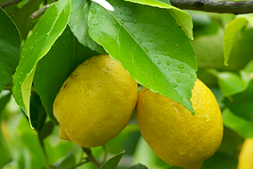 soluciones para el control biológico de las enfermedades del limón