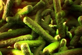 Dinamarca investiga brote de nueva cepa de Listeria