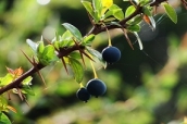 Calafate, un berry nativo del sur de Chile