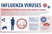 Virus de la Influenza: EFSA observa con atención la transmisión a humanos desde animales 