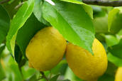 soluciones para el control biológico de las enfermedades del limón